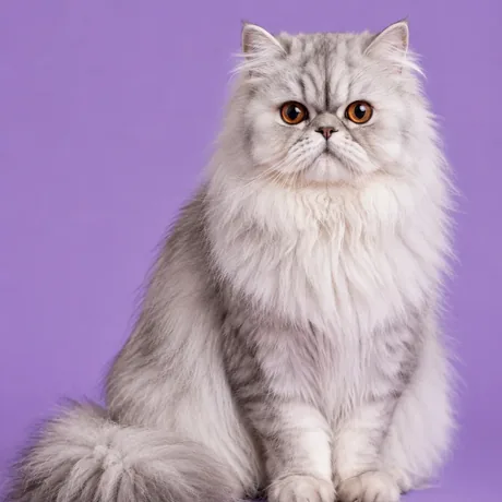 A cat