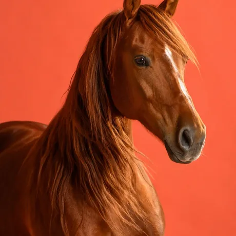 A horse
