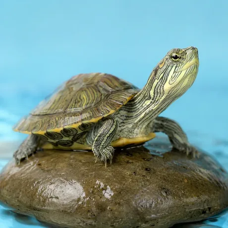A turtle